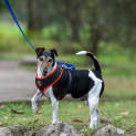 Photo of Jetta