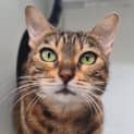 Photo of Nala