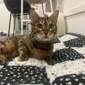 Photo of Nala
