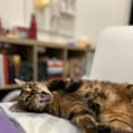 Photo of Nala