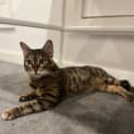 Photo of Nala