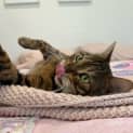 Photo of Nala