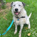 Photo of Sully