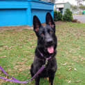 Photo of Stella