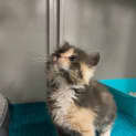 Photo of Maleficent (Was Biscuit)