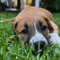 Photo of Penny 