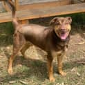 Photo of Rusty