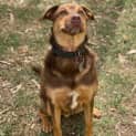 Photo of Rusty