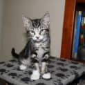 Photo of Bandit