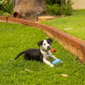 Photo of Onyx