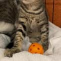 Photo of Tiggy