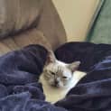Photo of Willow