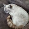 Photo of Willow