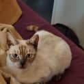 Photo of Willow