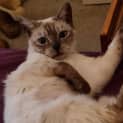 Photo of Willow