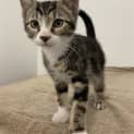 Photo of Bandit