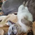 Photo of Willow