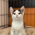 Photo of Oreo