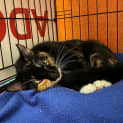 Photo of Coco