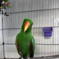 Photo of Honk
