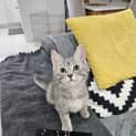 Photo of Atlas