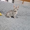 Photo of Atlas