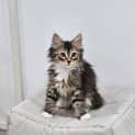 Photo of Leo Boy