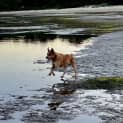 Photo of Rosco