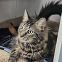Photo of Tiger