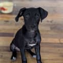 Photo of Roselle