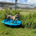 Photo of Hank (59658)