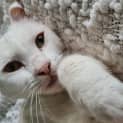 Photo of Butter Bean