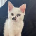Photo of Splodge