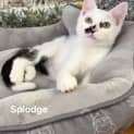 Photo of Splodge