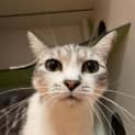 Photo of Olli