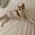 Photo of Smudge