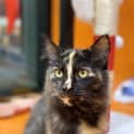 Photo of Bandit