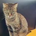 Photo of Fifi