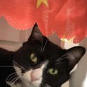 Photo of Jezebel
