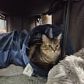Photo of Ash
