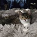 Photo of Leesa