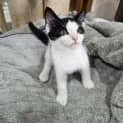 Photo of Ollie