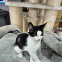 Photo of Ollie