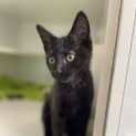 Photo of Domino