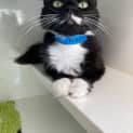 Photo of Nacho