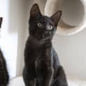Photo of Stitch