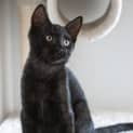 Photo of Stitch
