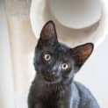 Photo of Stitch