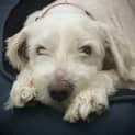 Photo of Curly