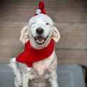 Photo of Curly